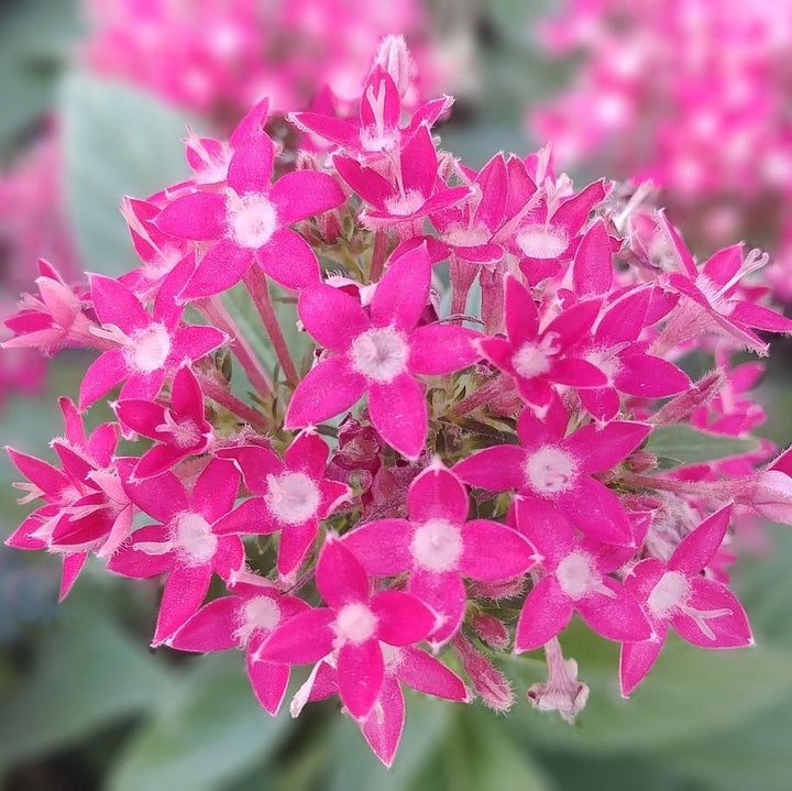 Pentas lanceolata 'Graffiti Ultra Violet' ~ Graffiti® 2020 Ultra Violet Star Flower, Pentas-ServeScape