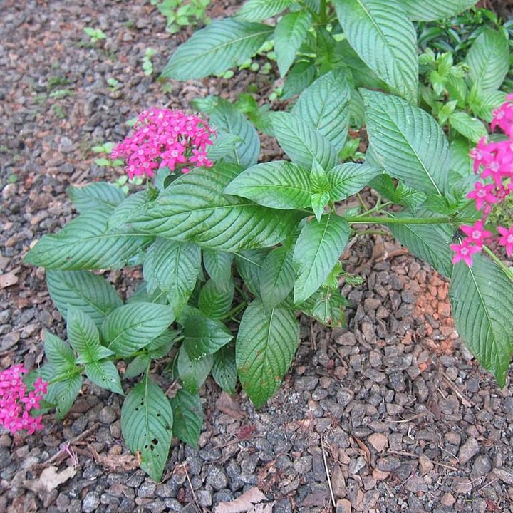 Pentas lanceolata 'Graffiti Ultra Violet' ~ Graffiti® 2020 Ultra Violet Star Flower, Pentas-ServeScape