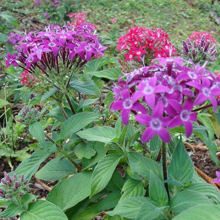 Pentas lanceolata 'Graffiti Ultra Violet' ~ Graffiti® 2020 Ultra Violet Star Flower, Pentas-ServeScape
