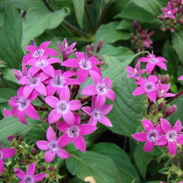 Pentas lanceolata 'Graffiti Ultra Violet' ~ Graffiti® 2020 Ultra Violet Star Flower, Pentas-ServeScape