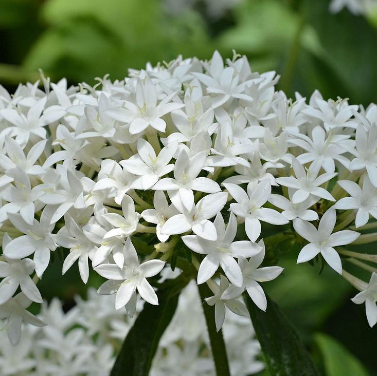 Pentas lanceolata 'Graffiti White' ~ Graffiti White Star Flower-ServeScape
