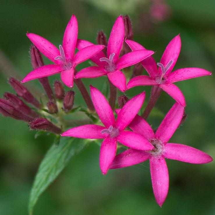 Pentas 'Jessica' PP07702 ~ Jessica Star Cluster-ServeScape