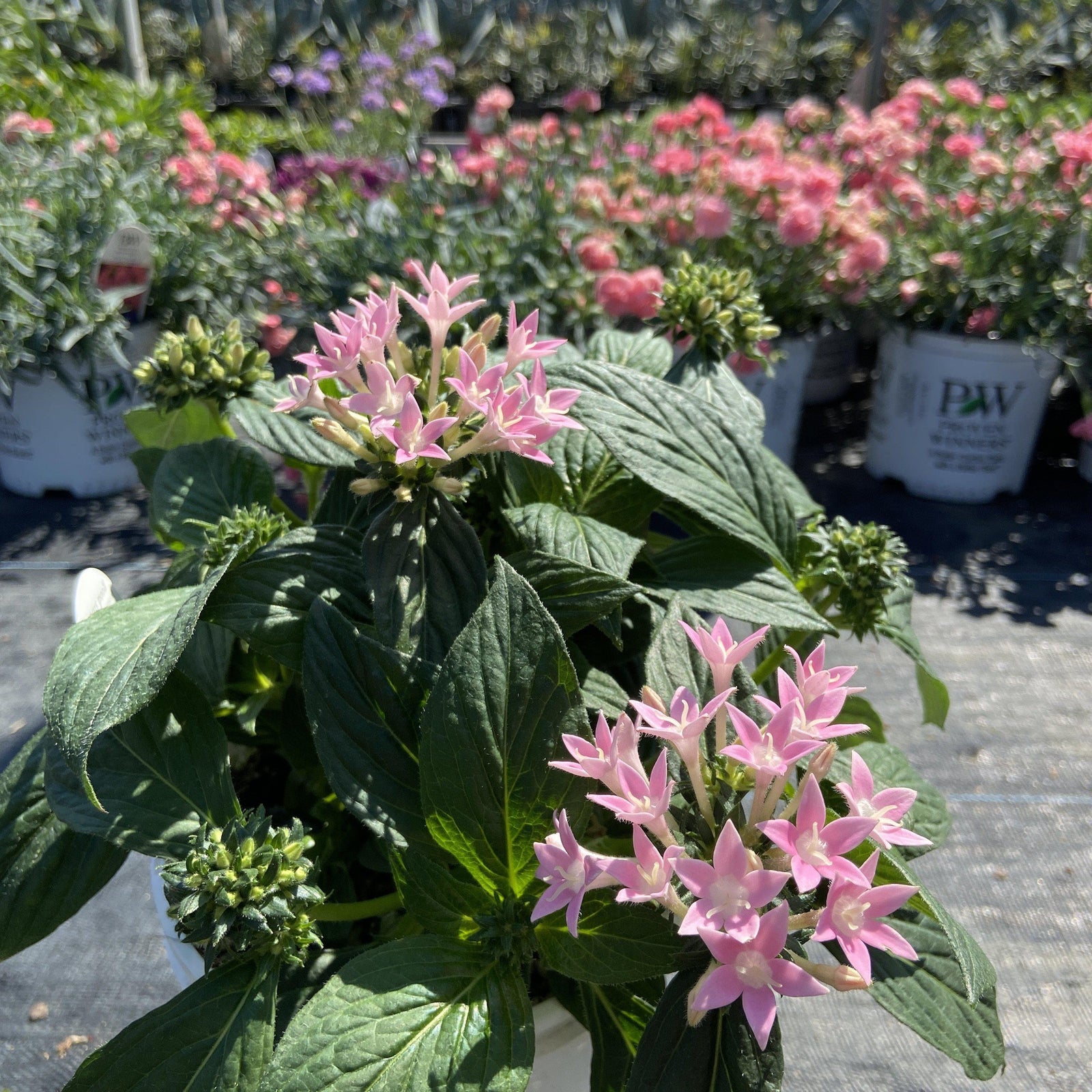 Pentas lanceolata ‘sunstar pink’ ~ Egyptian Star Flower - Delivered By ServeScape