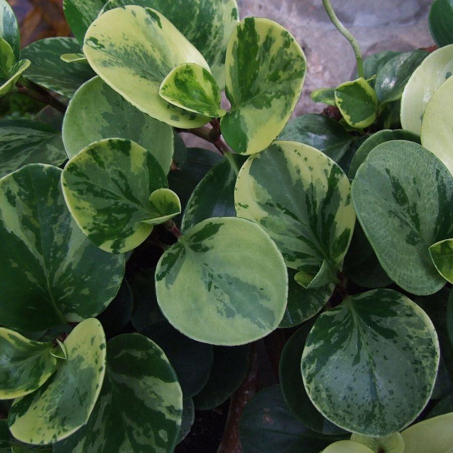 Peperomia spp. ~ Baby Rubber Plant, Radiator Plant-ServeScape