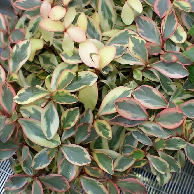 Peperomia spp. ~ Baby Rubber Plant, Radiator Plant-ServeScape