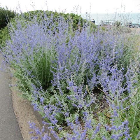 Perovskia atriplicifolia 'Blue Jean Baby' ~ Blue Jean Baby Russian Sage-ServeScape