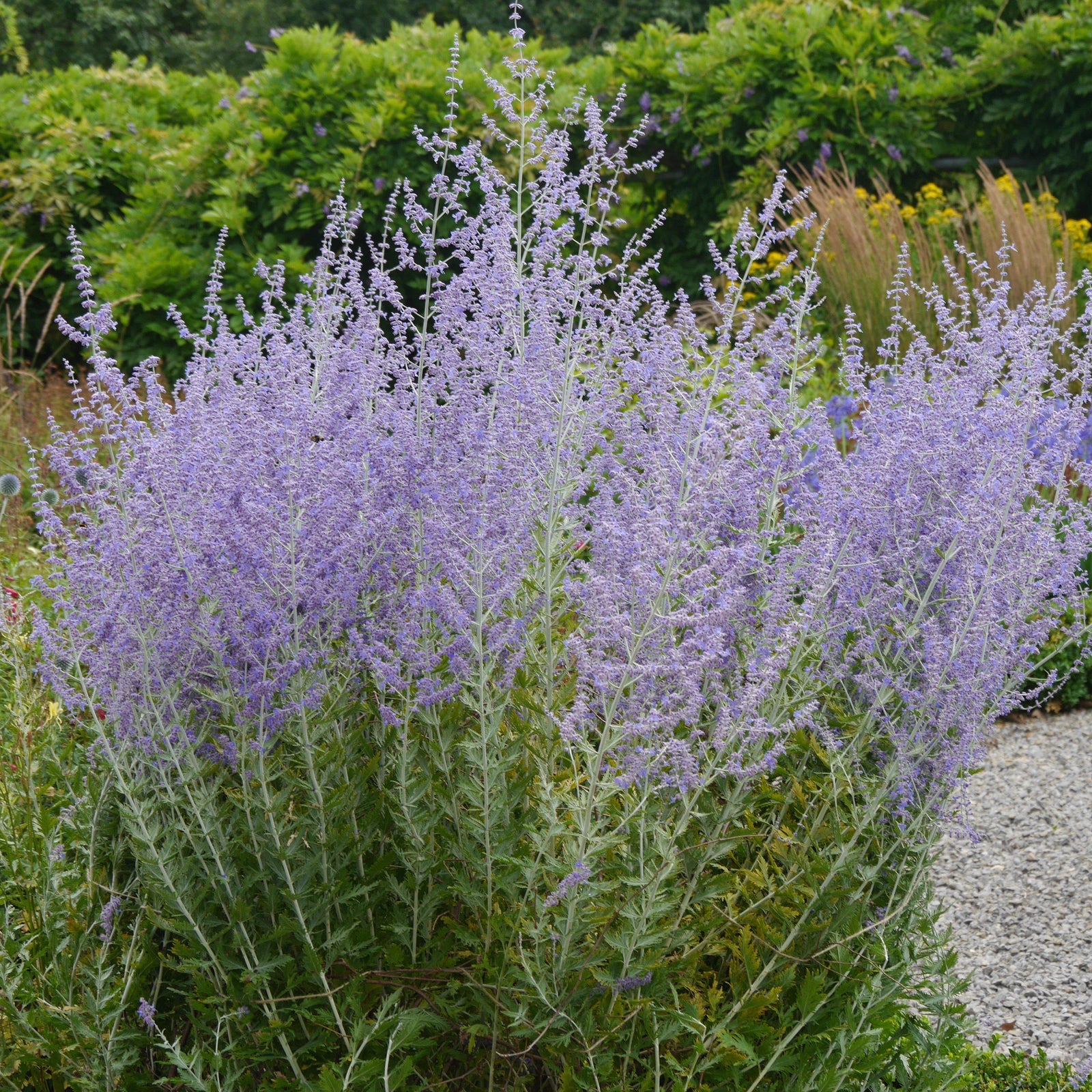 Perovskia atriplicifolia 'Blue Spritzer ~ Blue Spritzer Russian Sage - Delivered By ServeScape