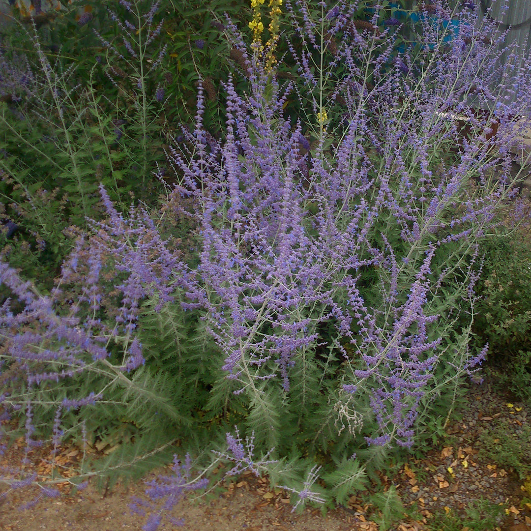 Perovskia atriplicifolia 'Blue Steel' ~ Blue Steel Russian Sage-ServeScape