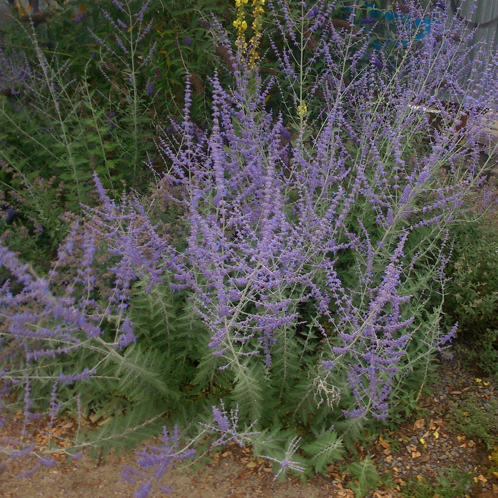 Perovskia atriplicifolia 'Blue Steel' ~ Blue Steel Russian Sage-ServeScape