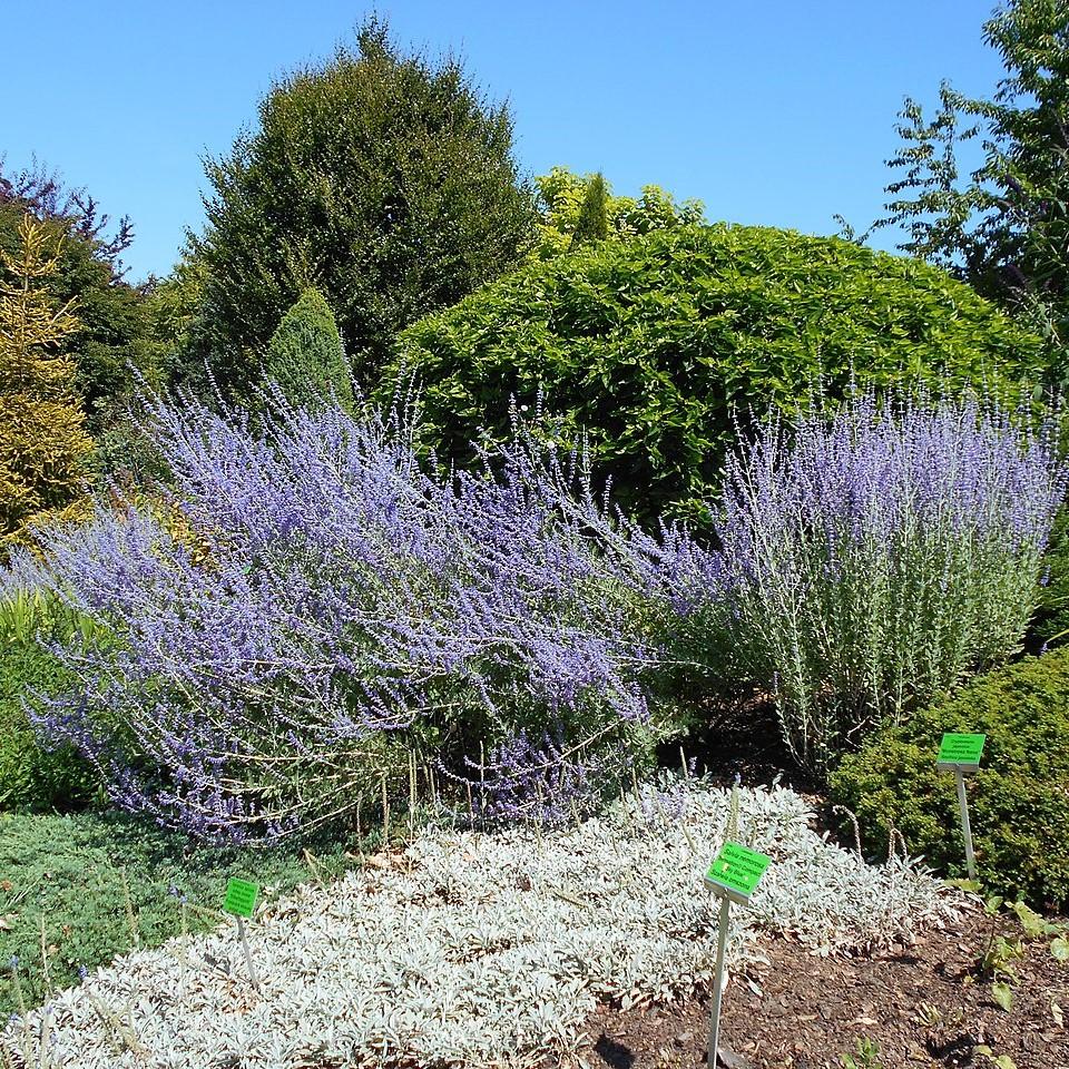 Perovskia atriplicifolia 'Little Spire' ~ Little Spire Russian Sage-ServeScape