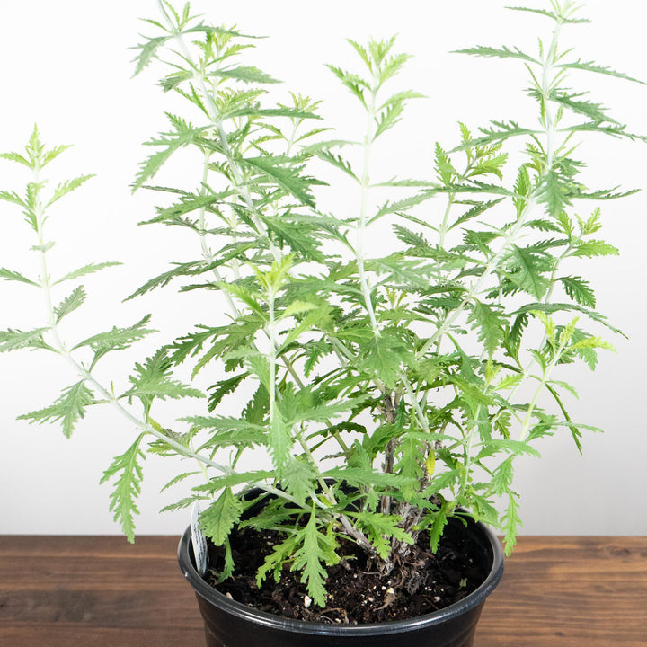 Perovskia atriplicifolia 'Little Spire' ~ Little Spire Russian Sage-ServeScape