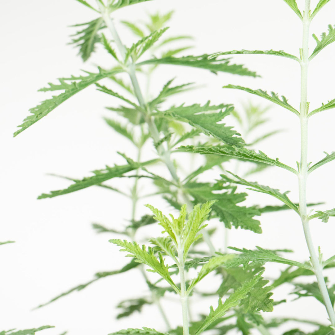 Perovskia atriplicifolia 'Little Spire' ~ Little Spire Russian Sage-ServeScape