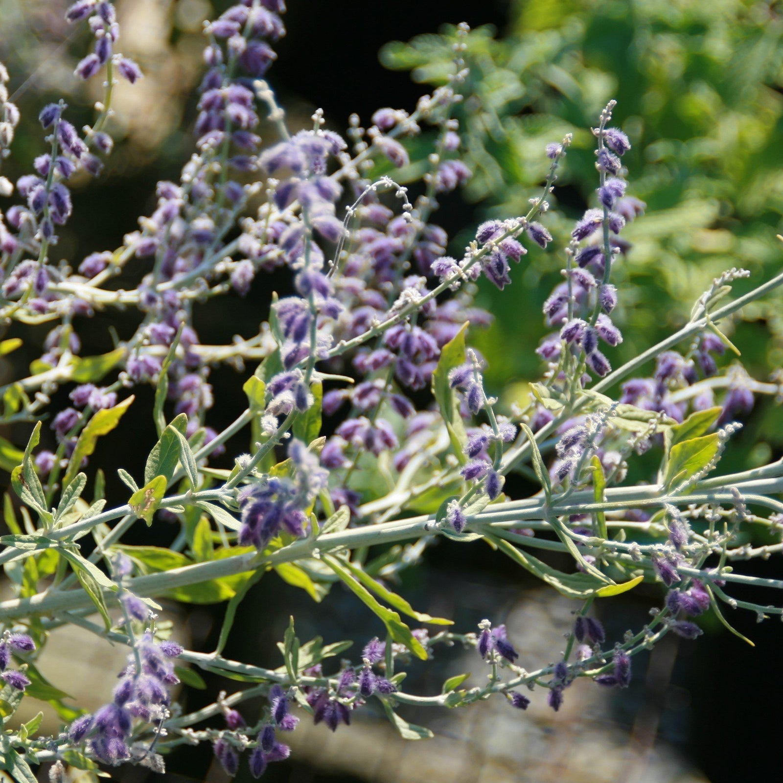 Perovskia atriplicifolia 'Little Spire' ~ Little Spire Russian Sage - Delivered By ServeScape