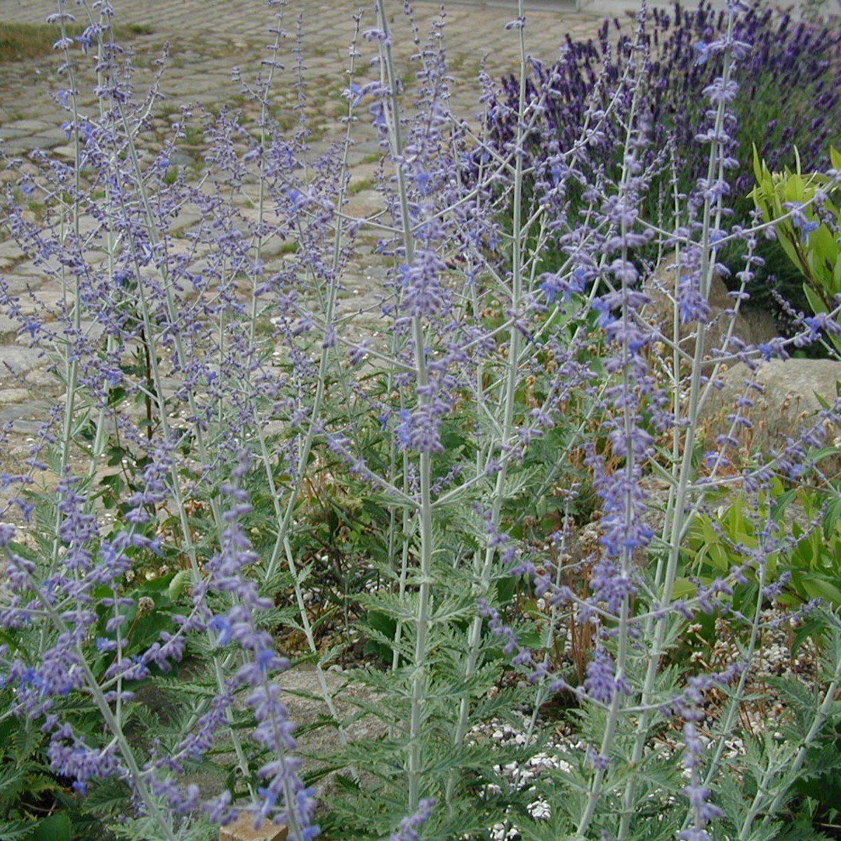 Perovskia atriplicifolia 'Novaperlac' ~ Little Lace Russian Sage-ServeScape