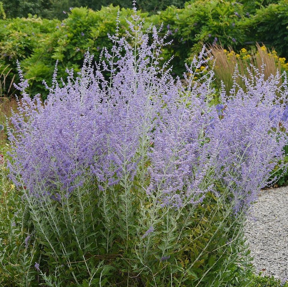 Perovskia atriplicifolia ~ Russian Sage