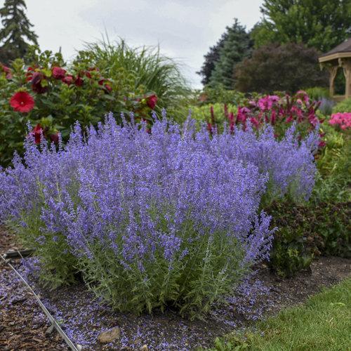 Perovskia atriplicifolia ‘denim ‘N lace’ ~ Denim 'N Lace Russian Sage-ServeScape