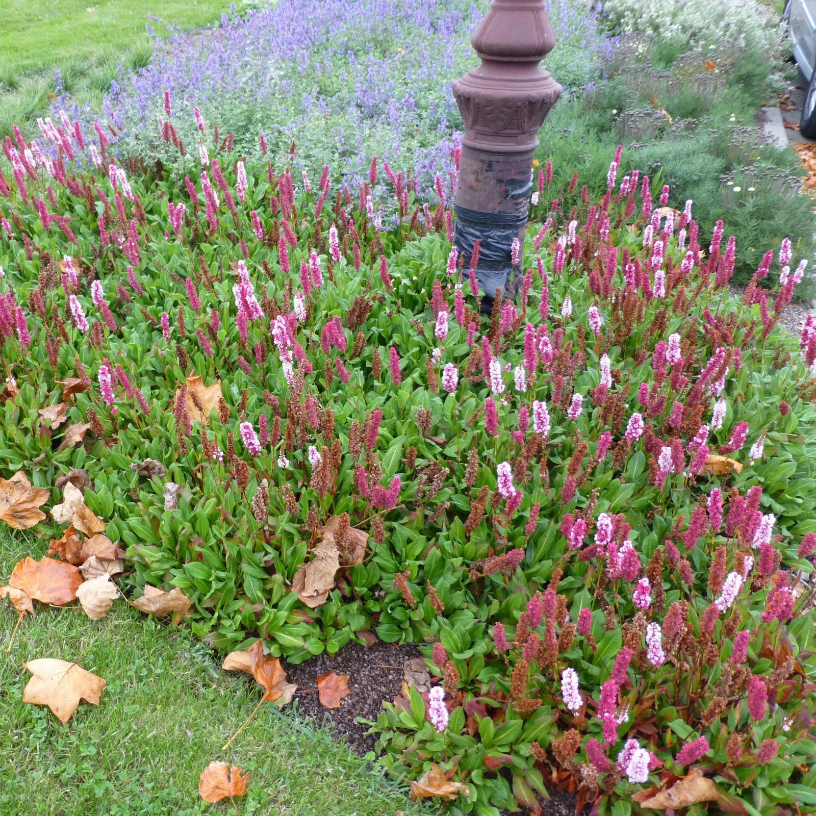 Persicaria affinis 'Darjeeling Red' ~ Darjeenling Red Knotweed - Delivered By ServeScape
