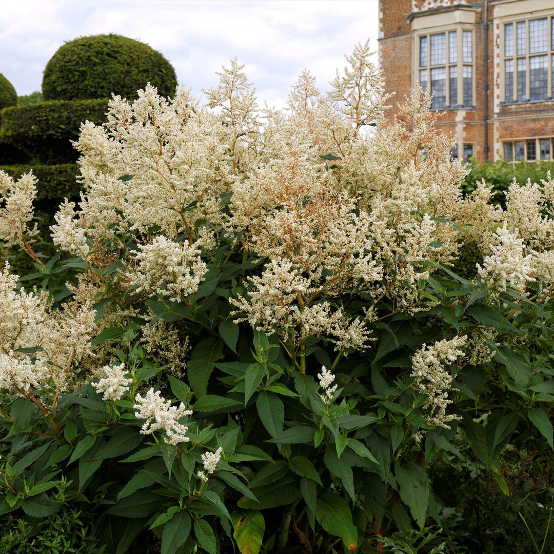 Persicaria polymorpha ~ Knotweed, Giant Fleece Flower-ServeScape