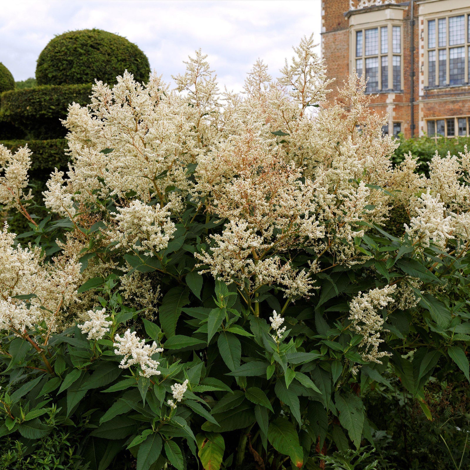 Persicaria polymorpha ~ Knotweed, Giant Fleece Flower-ServeScape