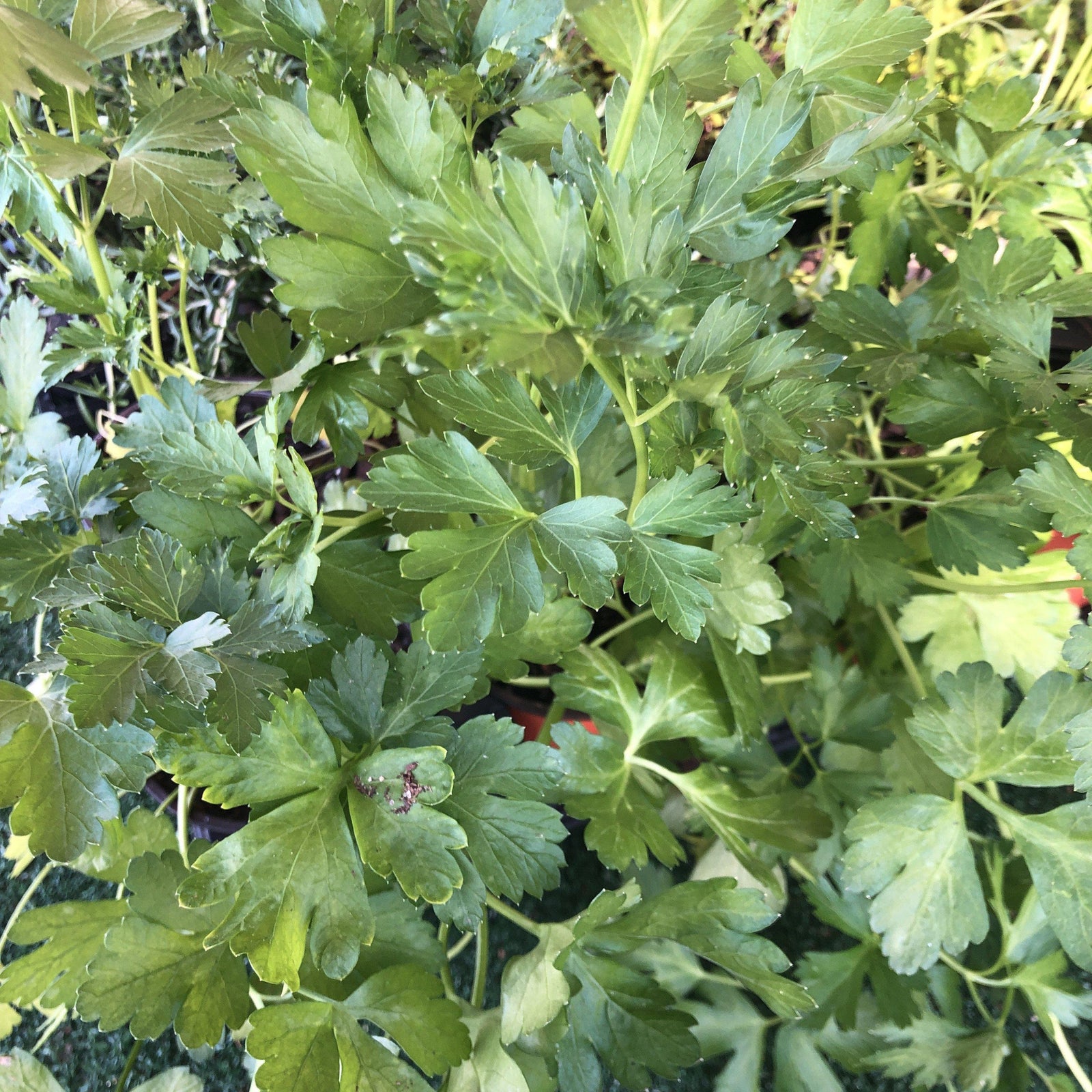 Petroselinum Neopolitanum~ Italian Flat Leaf Parsley - Delivered By ServeScape