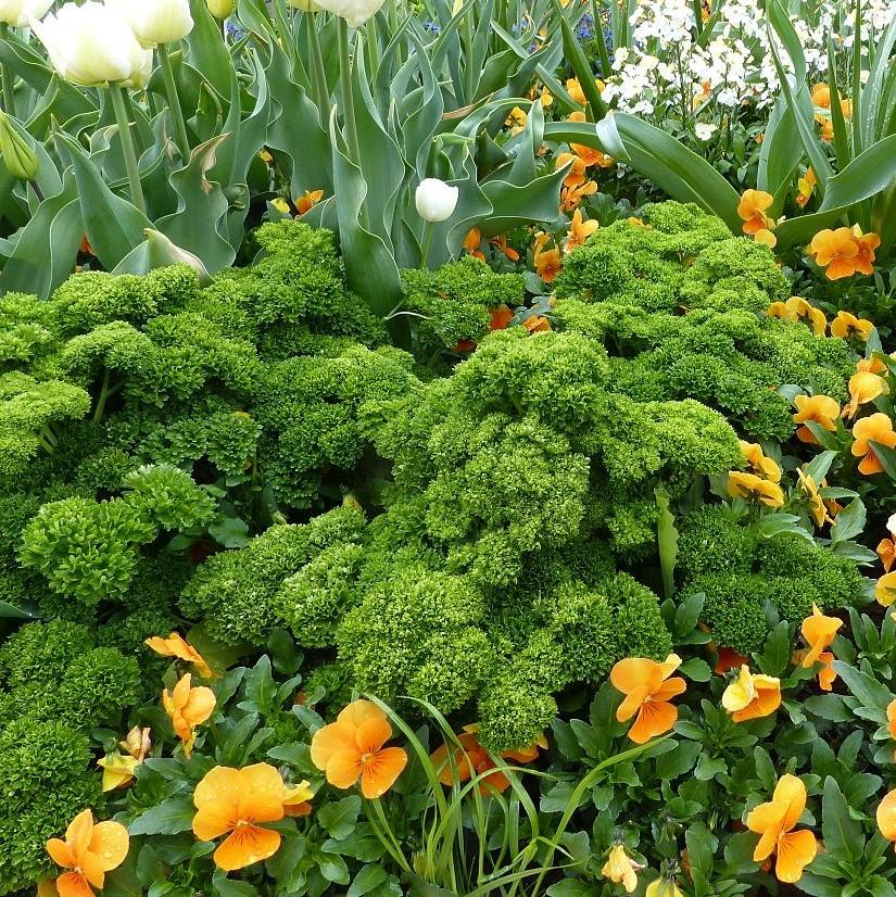 Petroselinum hortensis ~ Triple Curled Parsley-ServeScape