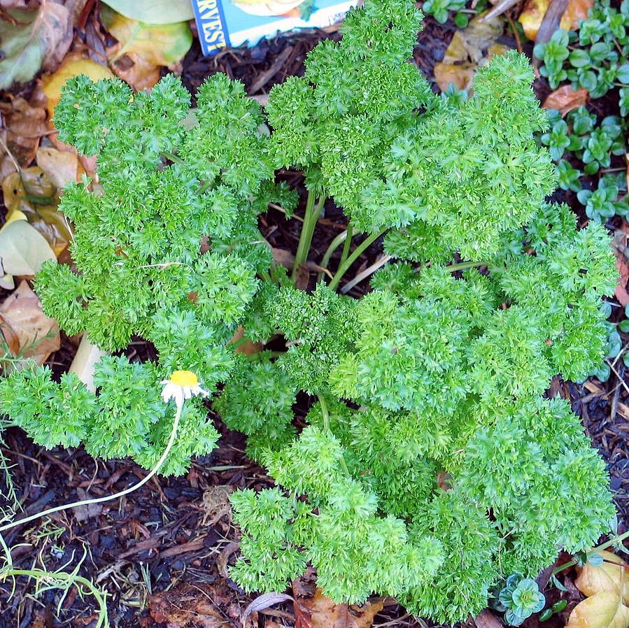 Petroselinum hortensis ~ Triple Curled Parsley-ServeScape