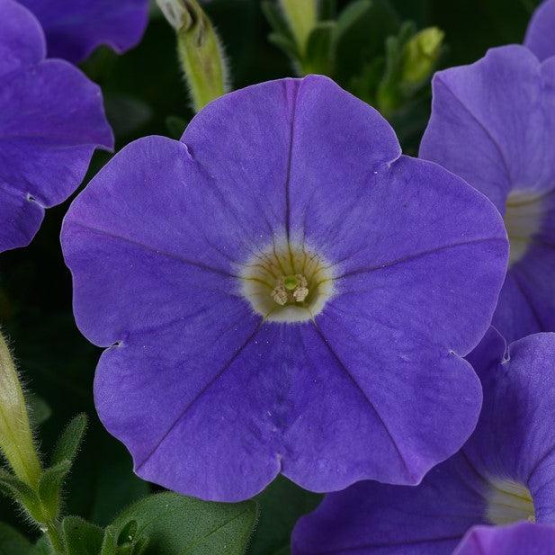Petunia x 'Classic Blue Ray' ~ Classic Blue Ray™ Petunia-ServeScape