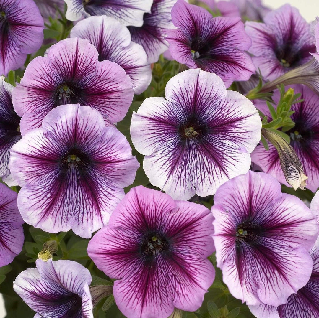 Petunia x 'Purple Vein Ray' ~ Purple Vein Ray™ Petunia-ServeScape