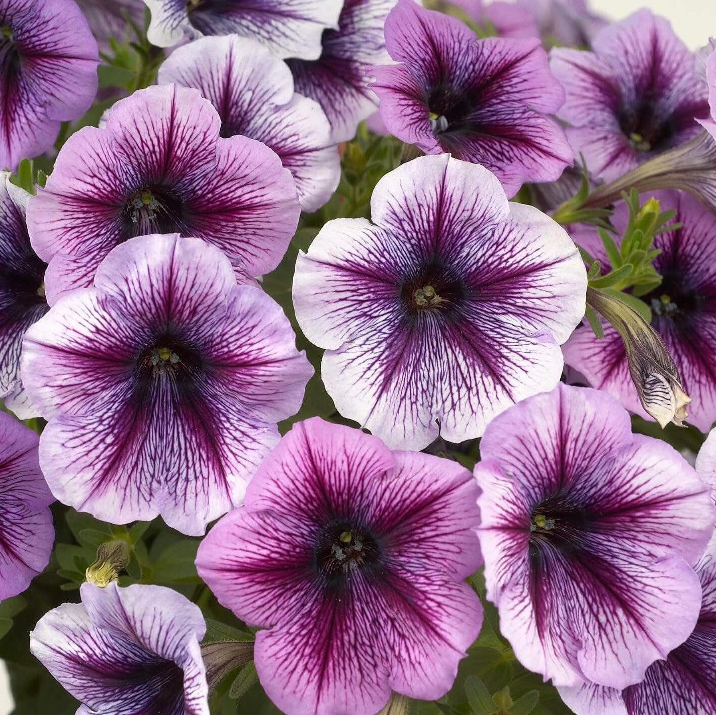 Petunia x 'Purple Vein Ray' ~ Purple Vein Ray™ Petunia-ServeScape