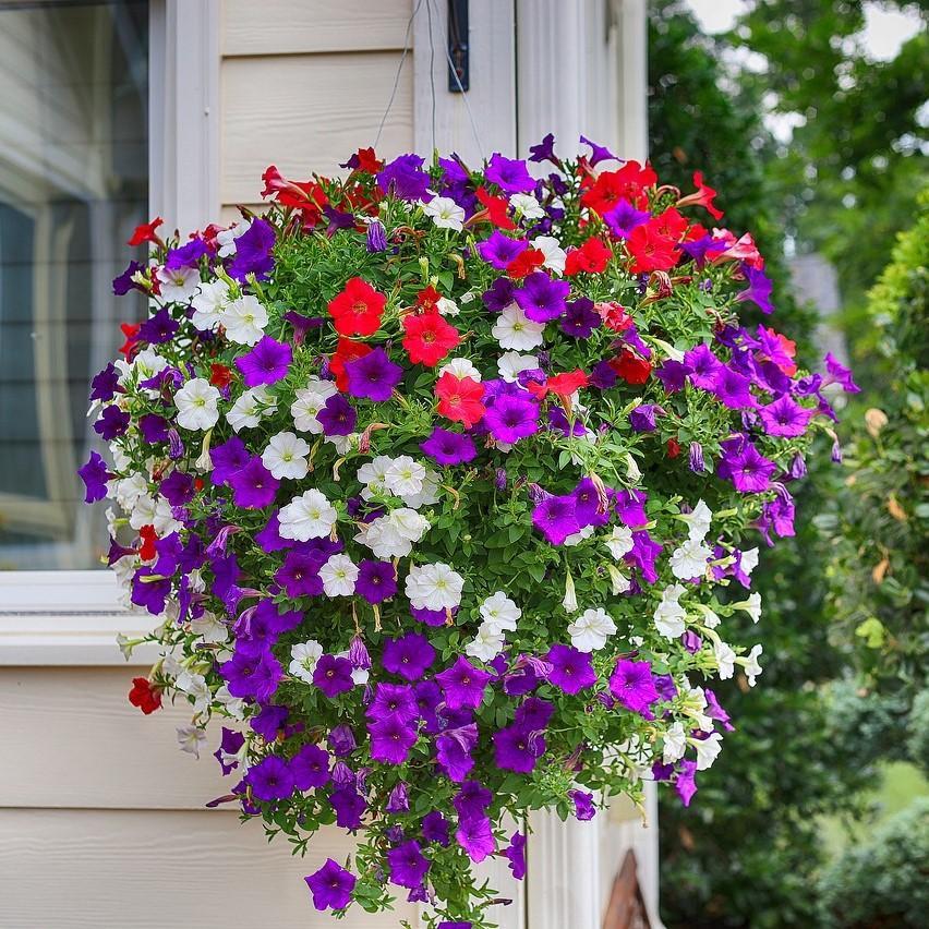 Petunia ~ Petunia-ServeScape