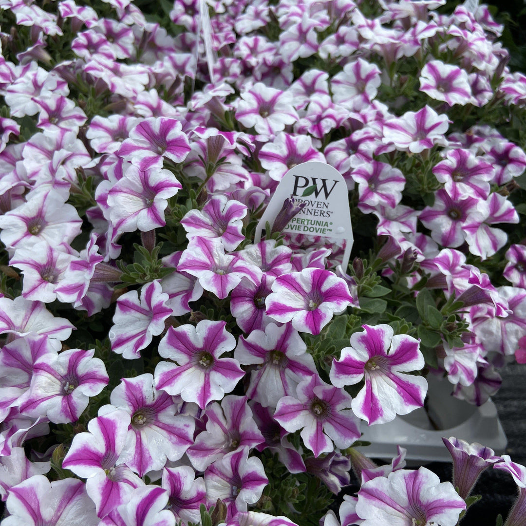 Petunia hybrid ‘supertunia lovie dovie’ ~ petunia - Delivered By ServeScape