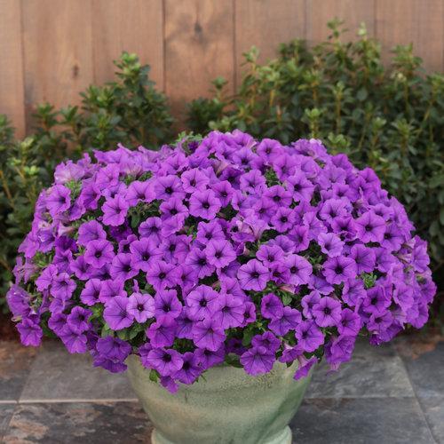 Petunia hybrid 'BBTUN93201' ~ Supertunia Mini Vista® Indigo-ServeScape