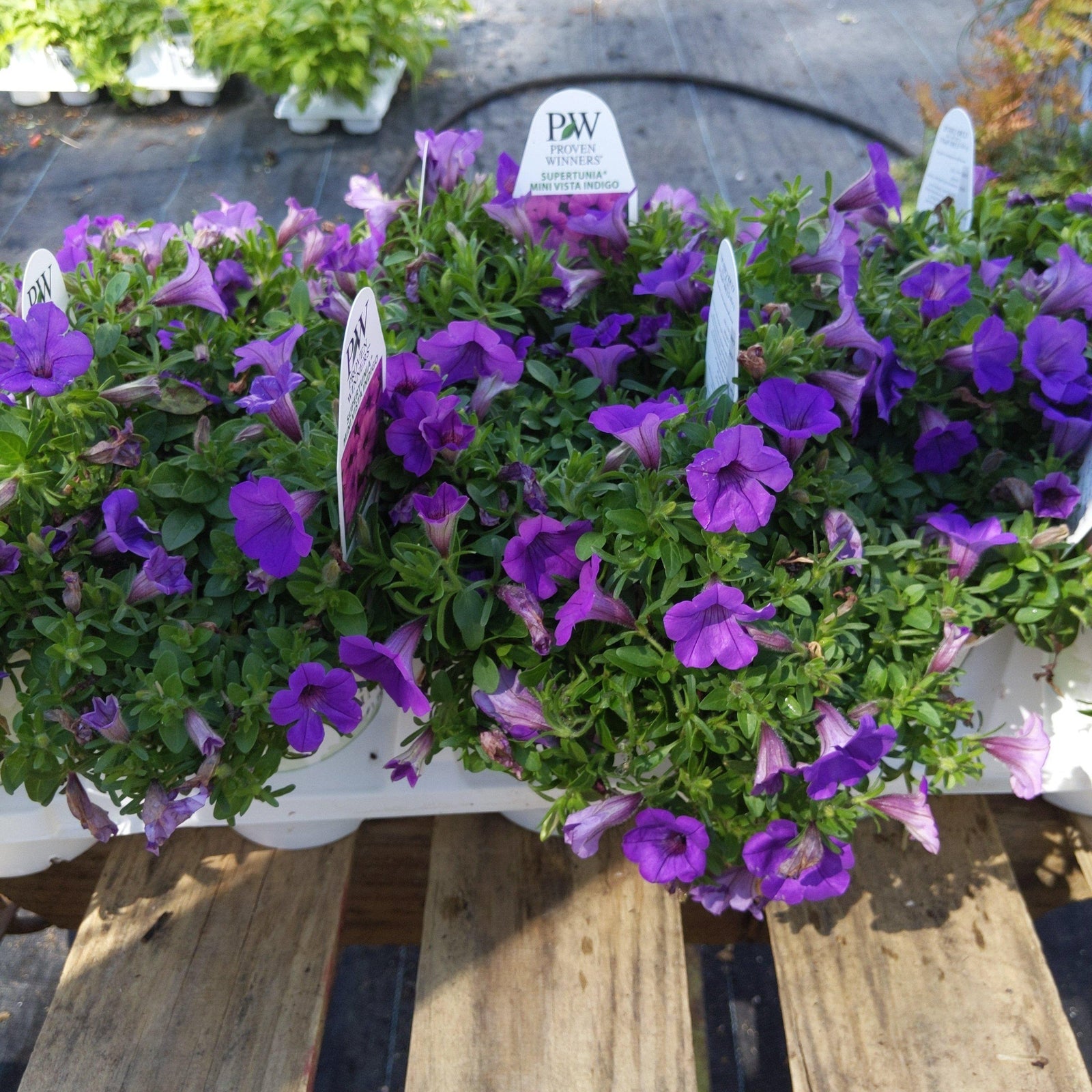 Petunia hybrid ~ Supertunia Mini Vista Indigo - Delivered By ServeScape