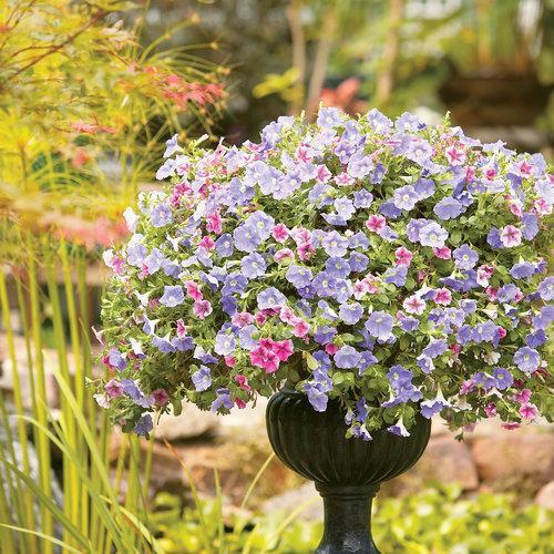 Petunia hybrid 'Keilavbu' ~ Surfinia® Sky Blue Petunia-ServeScape