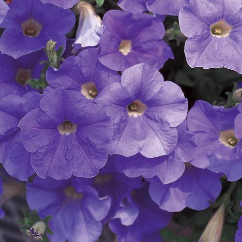 Petunia hybrid 'Keilavbu' ~ Surfinia® Sky Blue Petunia-ServeScape