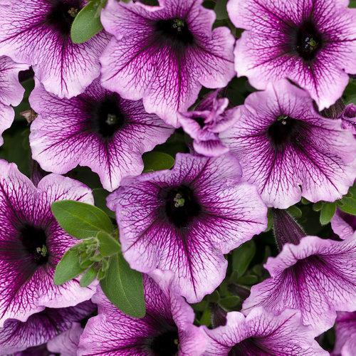 Petunia hybrid 'Lanbor' ~ Supertunia® Bordeaux™ Petunia-ServeScape