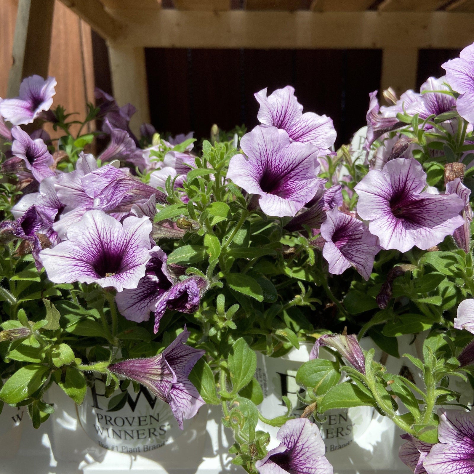 Petunia hybrid ~ Supertunia Bordeaux - Delivered By ServeScape