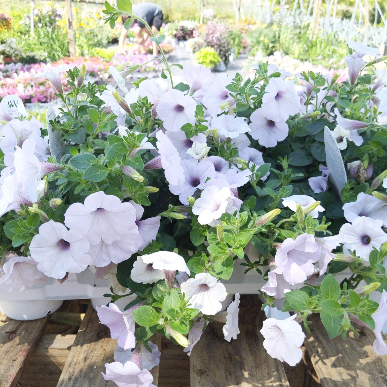 Petunia hybrid ~ Supertunia Trailing (Formerly Mini) Silver - Delivered By ServeScape
