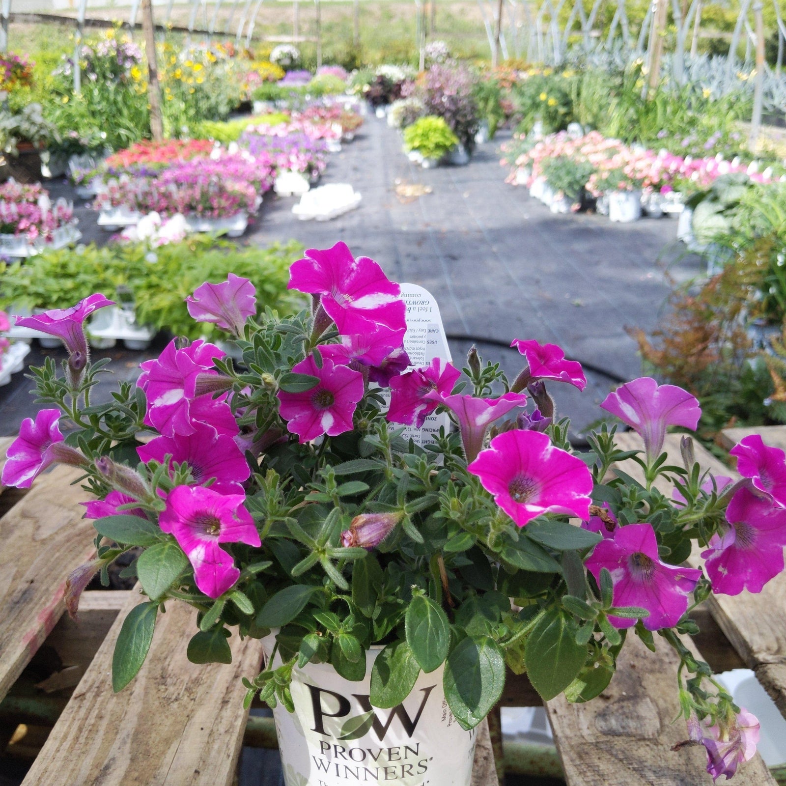 Petunia hybrid ~ Supertunia Raspberry Rush - Delivered By ServeScape