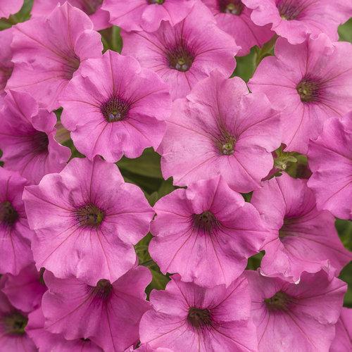Petunia hybrid 'USTUN2401M' ~ Supertunia Mini Vista® Hot Pink Petunia-ServeScape