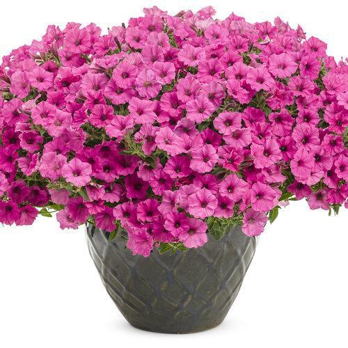 Petunia hybrid 'USTUN2401M' ~ Supertunia Mini Vista® Hot Pink Petunia-ServeScape