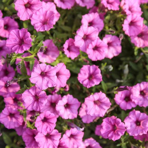 Petunia hybrid 'USTUN2401M' ~ Supertunia Mini Vista® Hot Pink Petunia-ServeScape