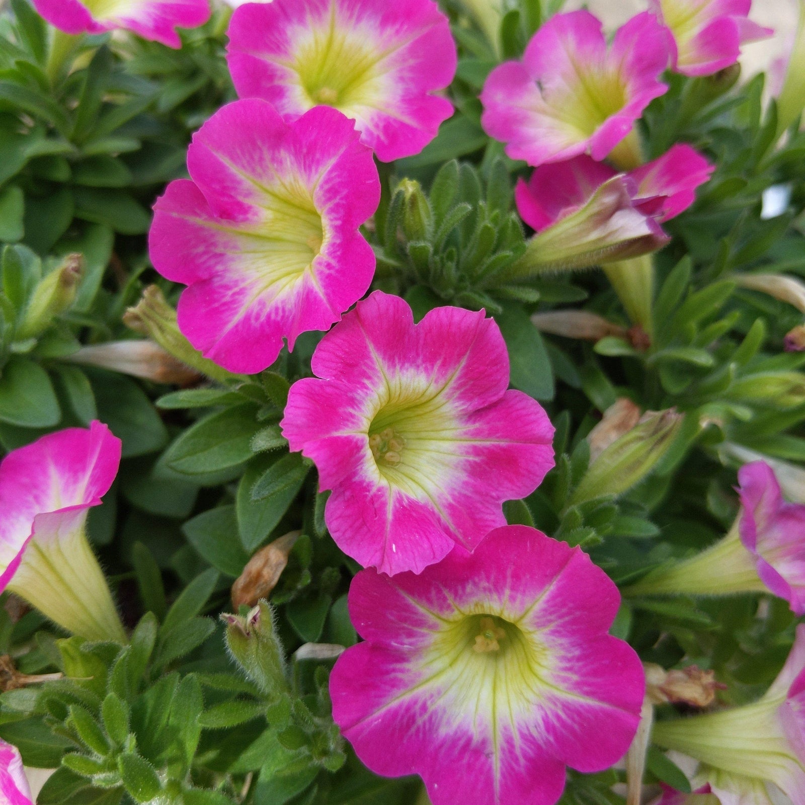 Petunia hybrid ~ Supertunia Daybreak - Delivered By ServeScape