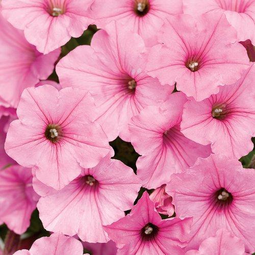 Petunia hybrid 'USTUNI6001' ~ Supertunia Vista® Bubblegum® Petunia-ServeScape