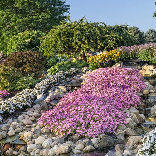 Petunia hybrid 'USTUNI6001' ~ Supertunia Vista® Bubblegum® Petunia-ServeScape