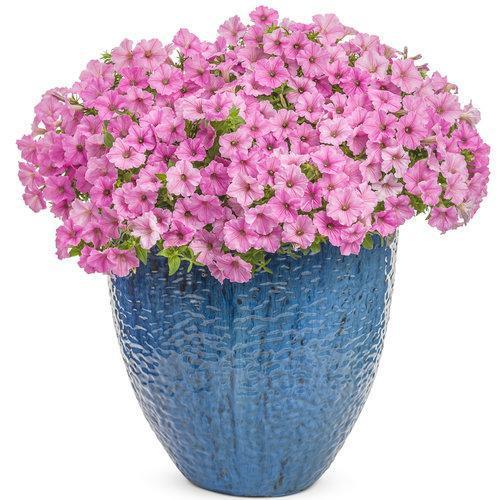 Petunia hybrid 'USTUNI6001' ~ Supertunia Vista® Bubblegum® Petunia-ServeScape