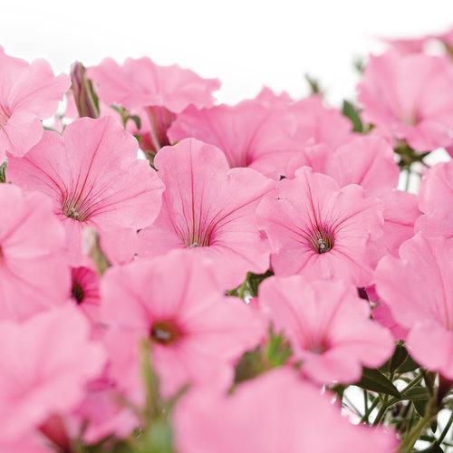 Petunia hybrid 'USTUNI6001' ~ Supertunia Vista® Bubblegum® Petunia-ServeScape