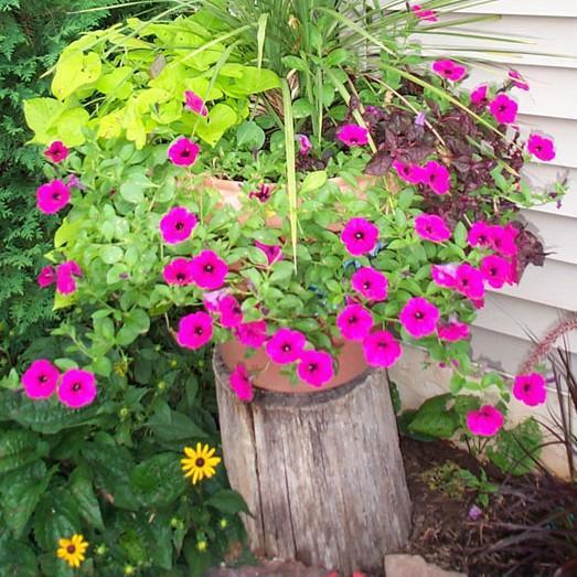 Petunia x 'PAS3186' ~ Wave® Purple Classic Spreading Petunia-ServeScape