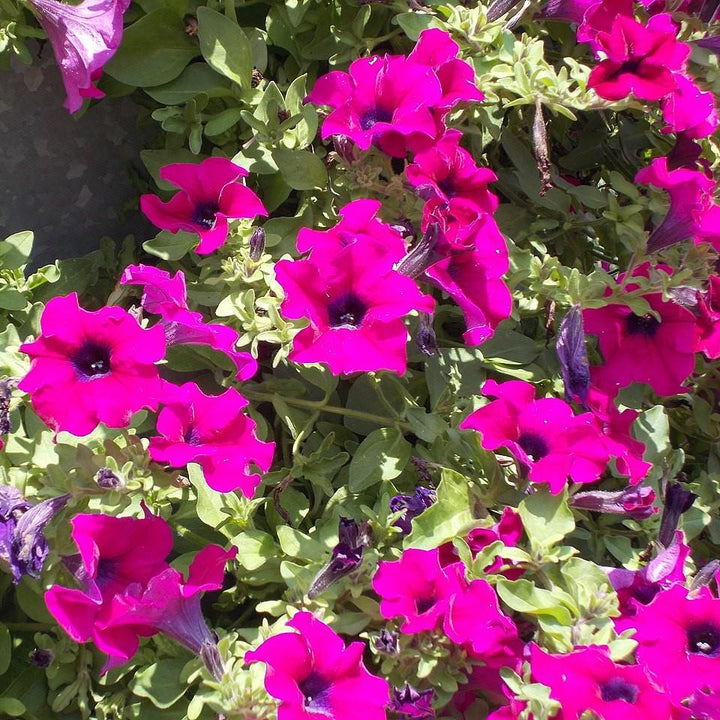 Petunia x 'PAS3186' ~ Wave® Purple Classic Spreading Petunia-ServeScape