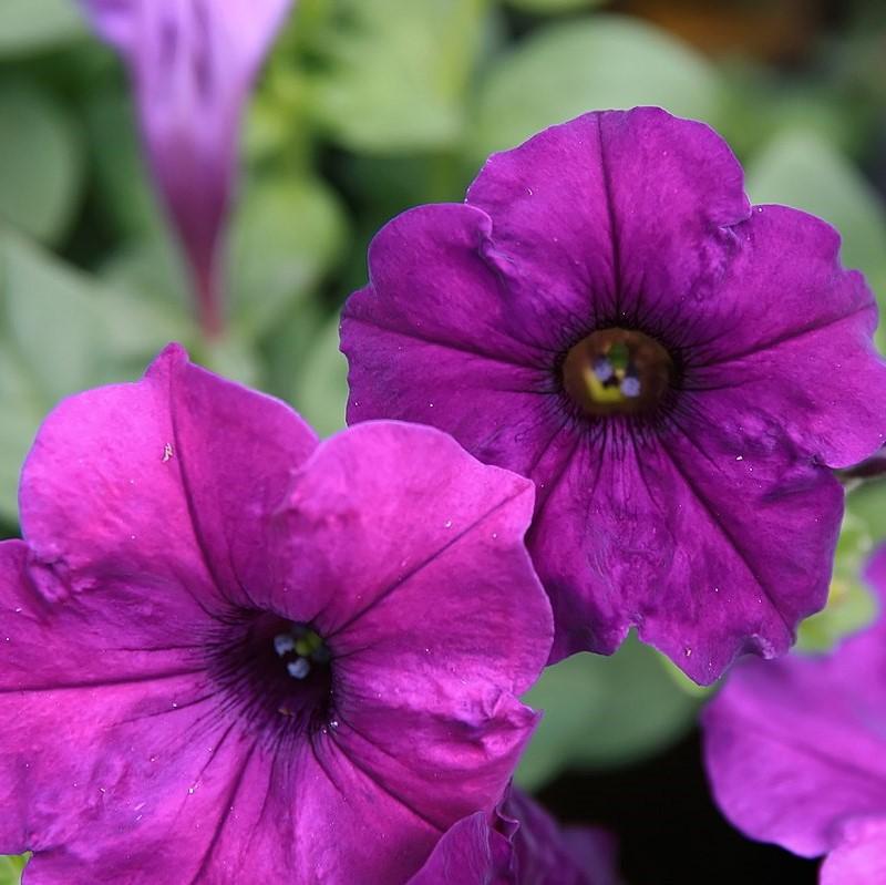 Petunia x 'PAS320593' ~ Easy Wave® Blue Spreading Petunia-ServeScape